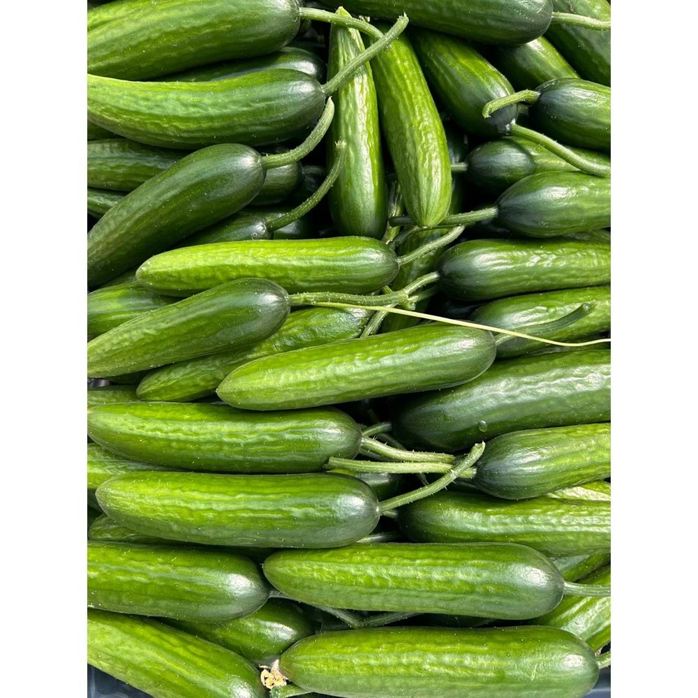 5 Kg Salatalık Özel Üretim