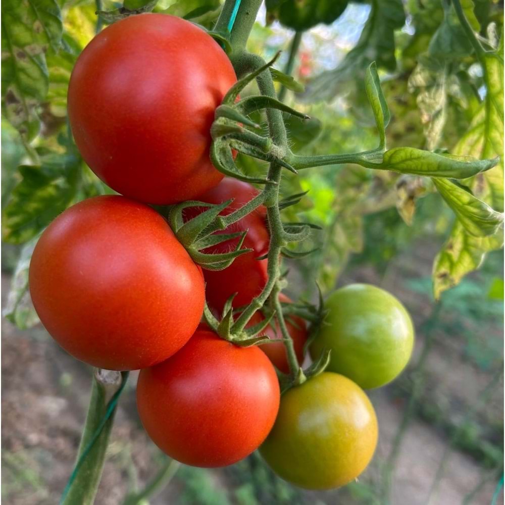 5 Kg Salkım Domates Özel Üretim