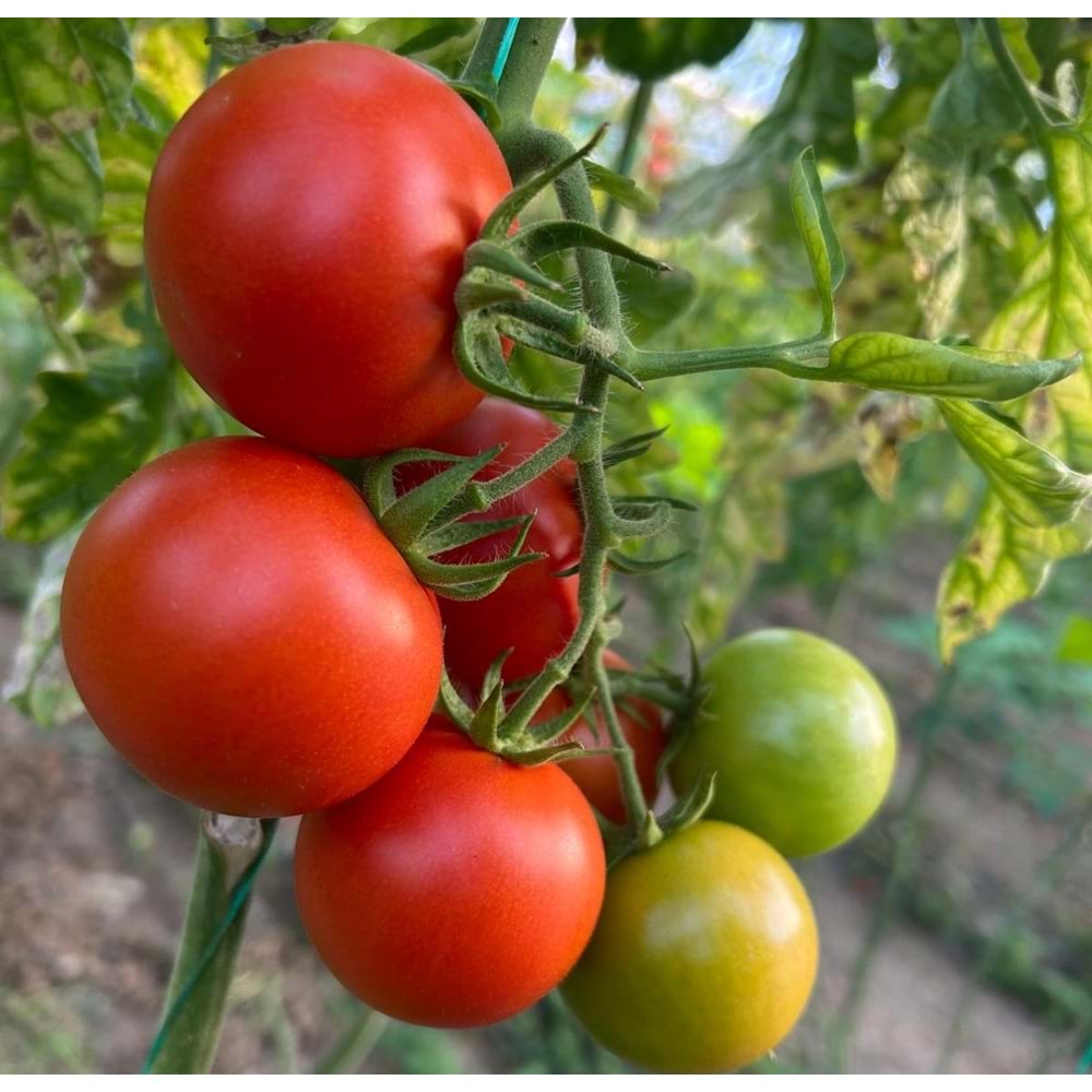 3 Kg Salkım Domates 2 Kg Salatalık Özel Üretim