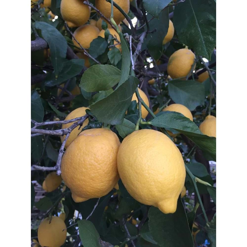 2 Kg Salkım Domates 2 Kg Salatalık 1,5 Kg Limon Özel Üretim