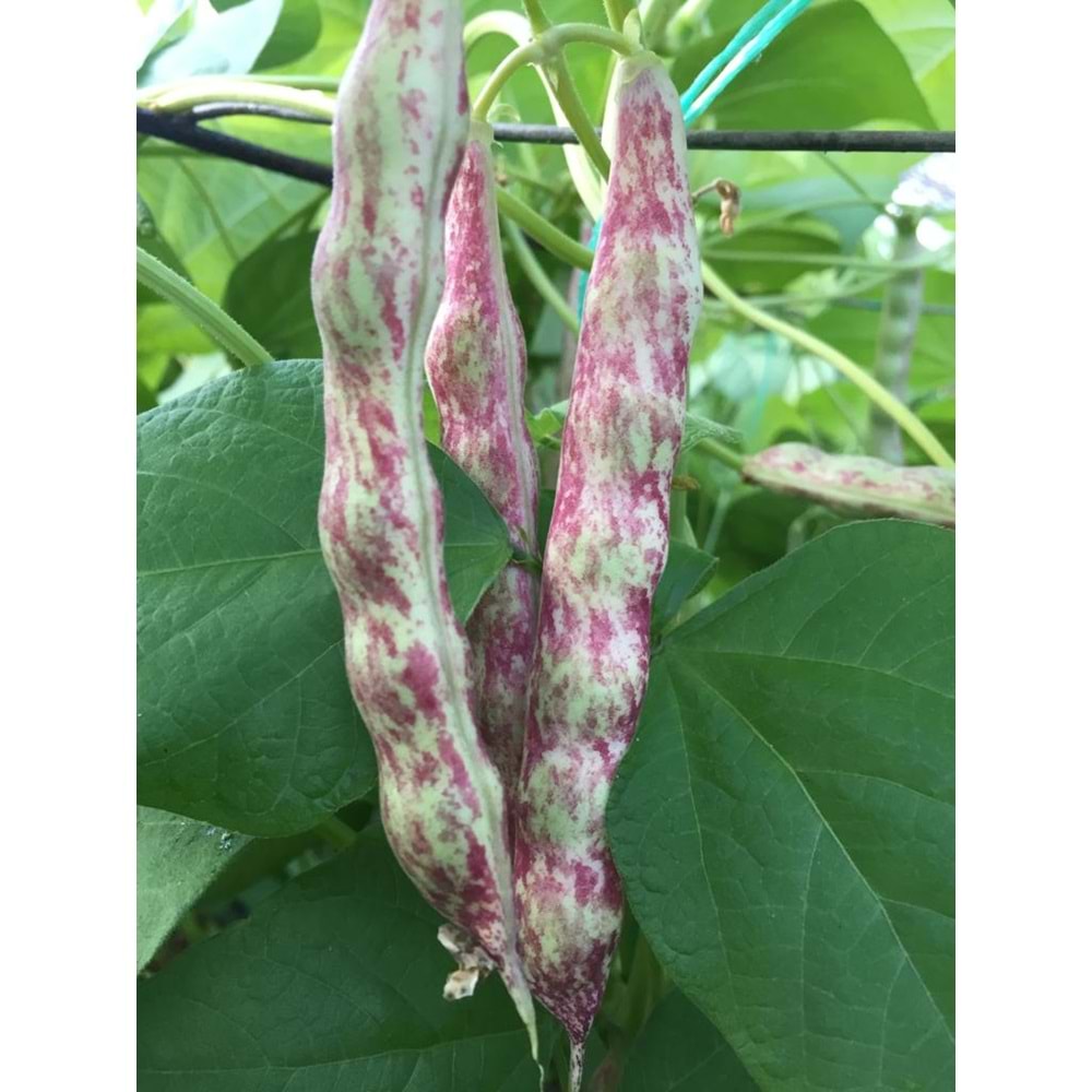 1 Kg Taze Barbunya 2 Kg Salkım 2 Kg Salatalık