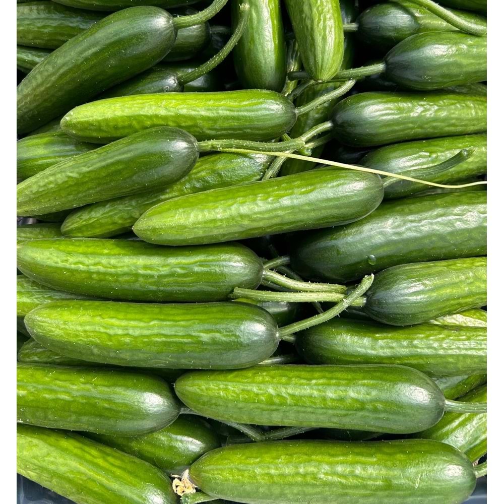 3 Kg Salatalık Özel Üretim