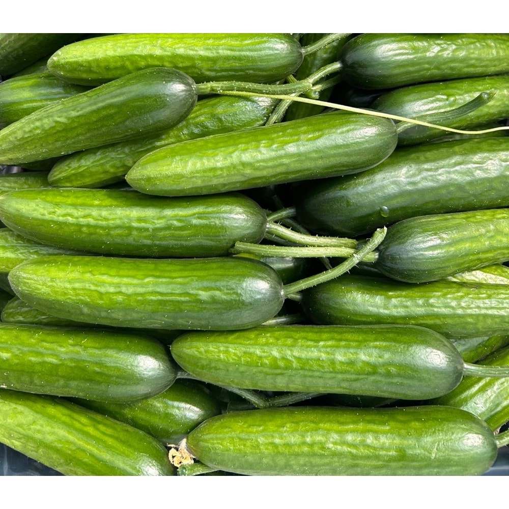 4 Kg Salatalık Özel Üretim