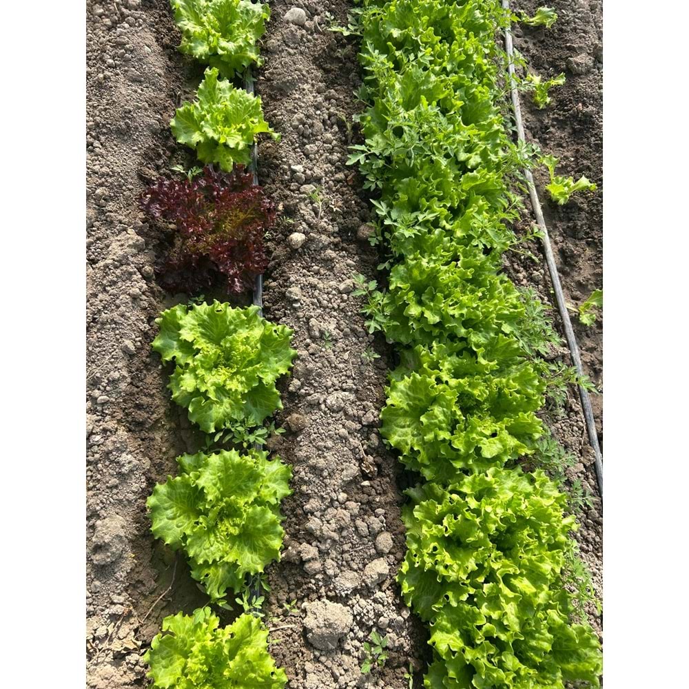 Siparişlere ilave 2 adet Kıvırcık Marul