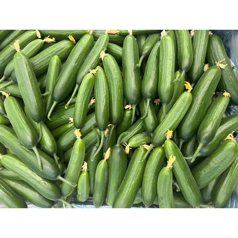 5 Kg Badem Salatalık