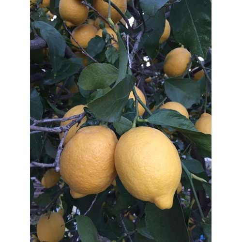 2 Kg Salkım Domates 2 Kg Salatalık 1,5 Kg Limon Özel Üretim