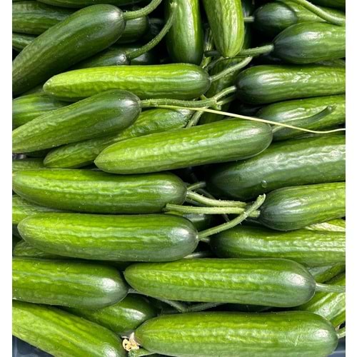 3 Kg Salatalık Özel Üretim