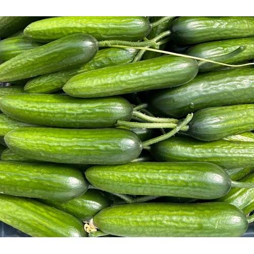 4 Kg Salatalık Özel Üretim